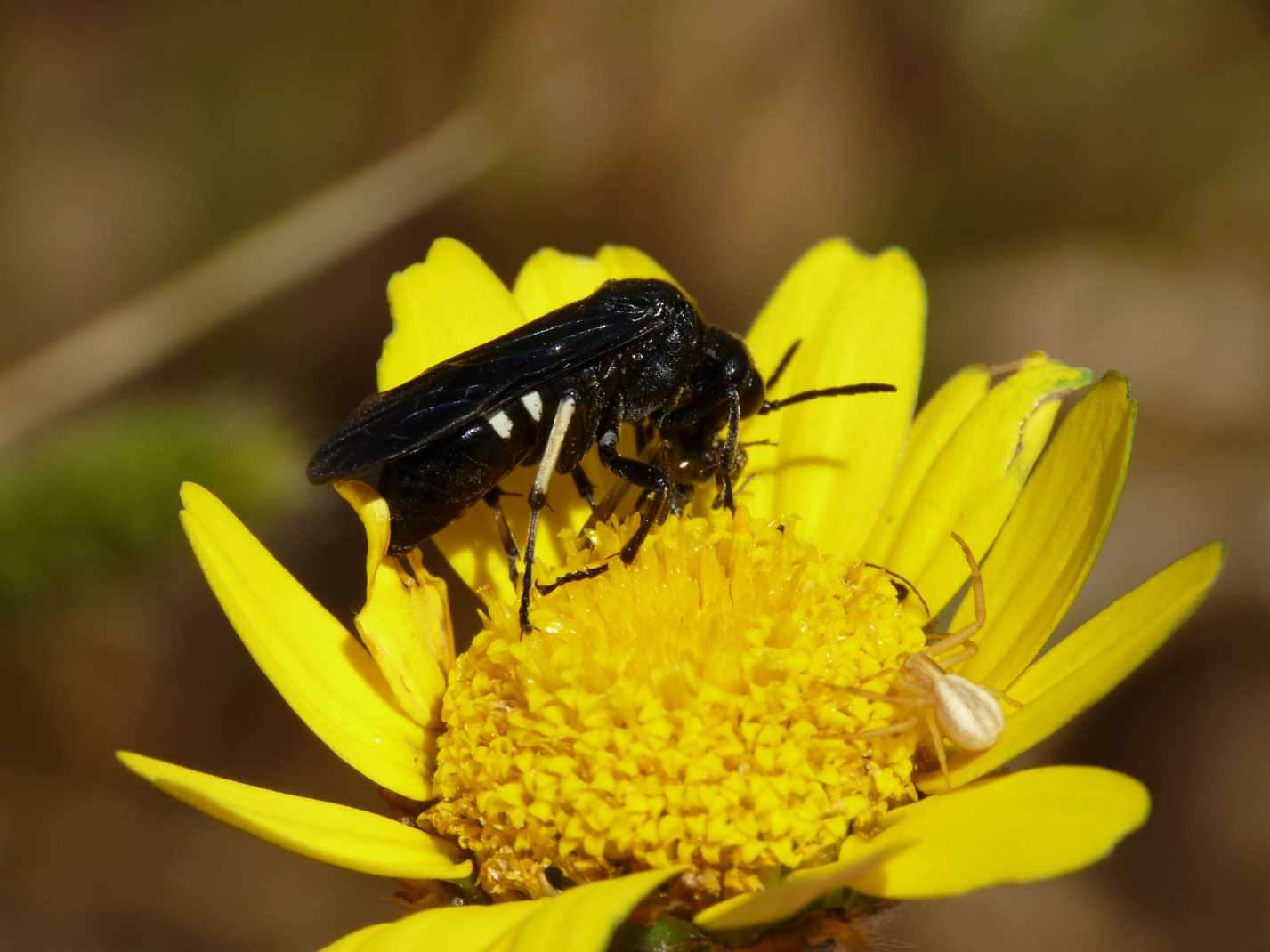 Cephaledo bifasciata preda Oedemera sp.